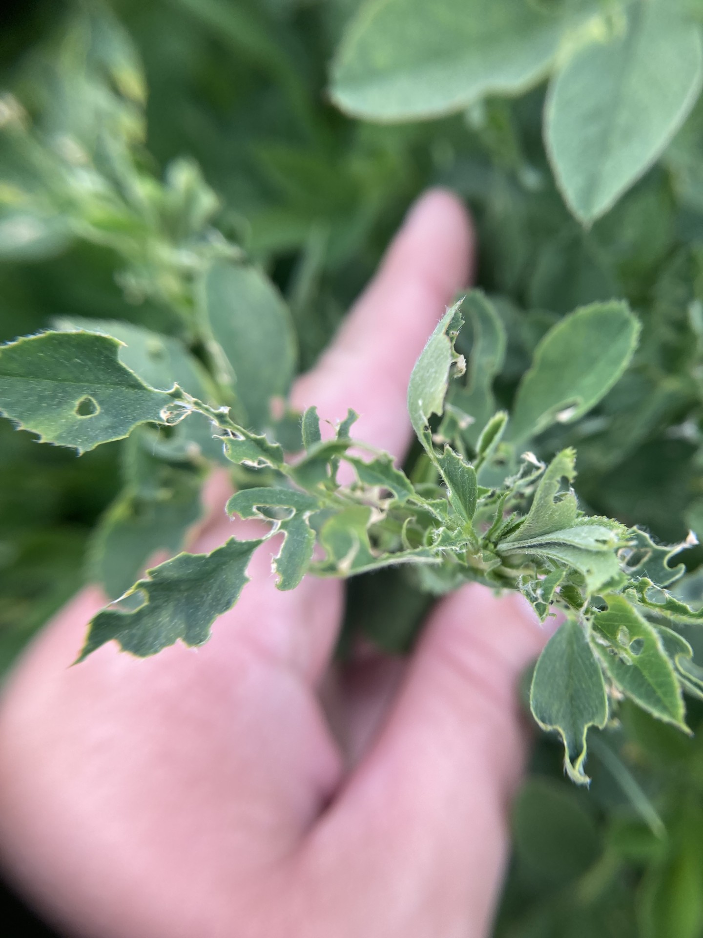 25 Alfalfa weevil feeding.jpg